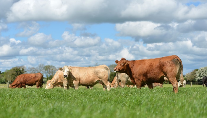 Management tasks for suckler cow herds this autumn