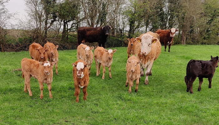 Greenhouse Gases – Innovative Farm Programme
