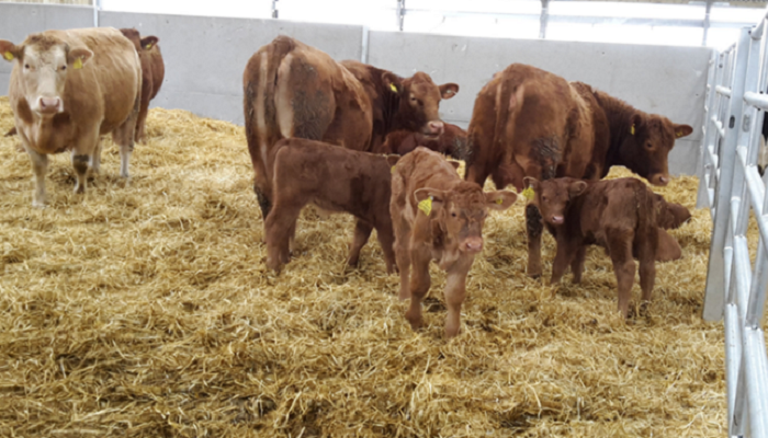Coping with another bad spring on beef farms