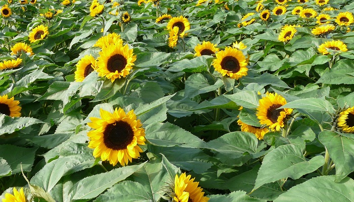 Growing Sunflowers