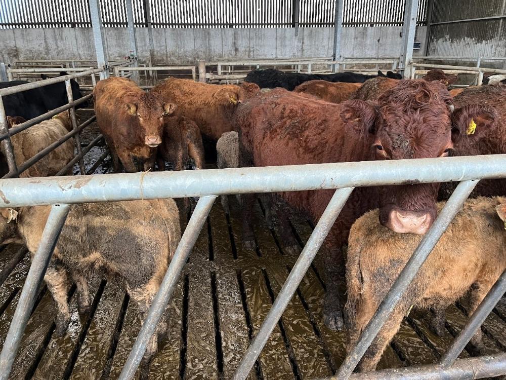 Cows with calves in shed