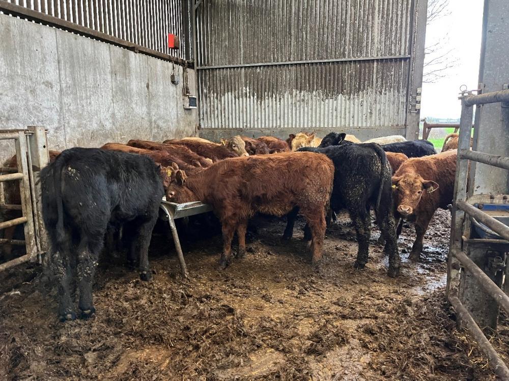 Weanlings eating meal