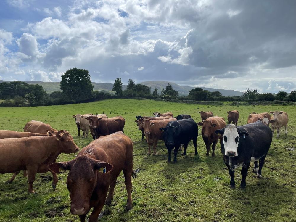 Cows at grass