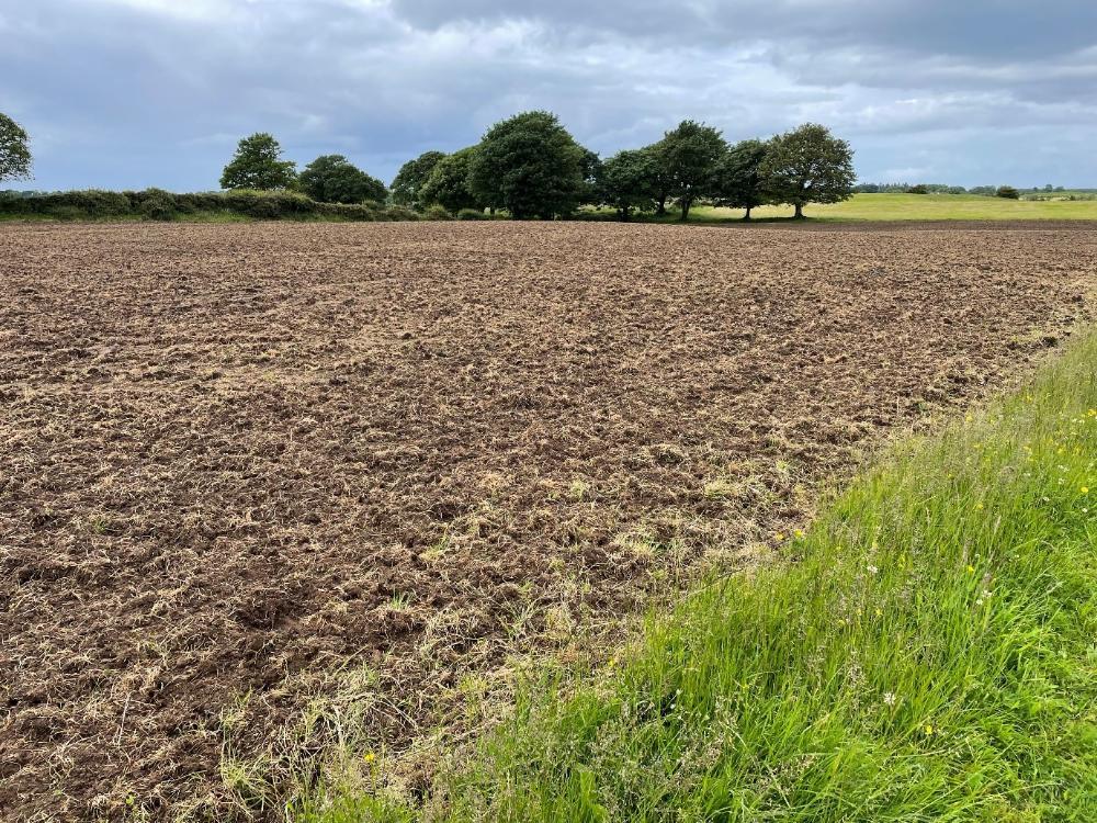 Reseeded field