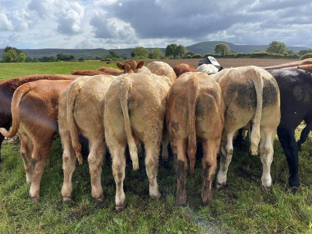 Cattle eating ration at grass