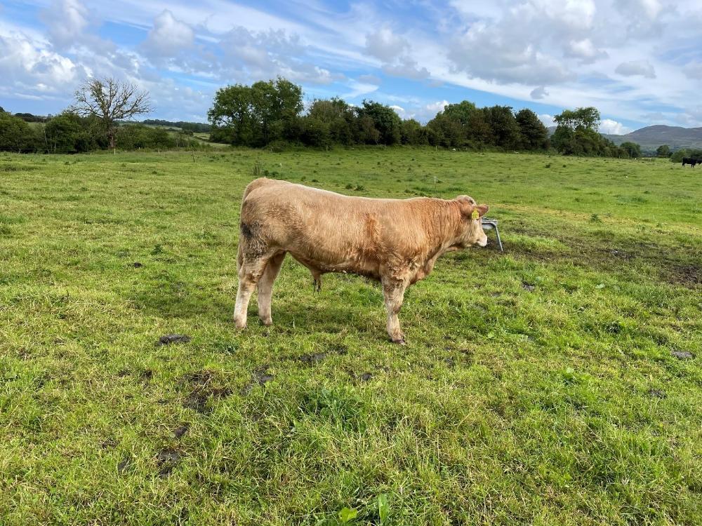 Bullock