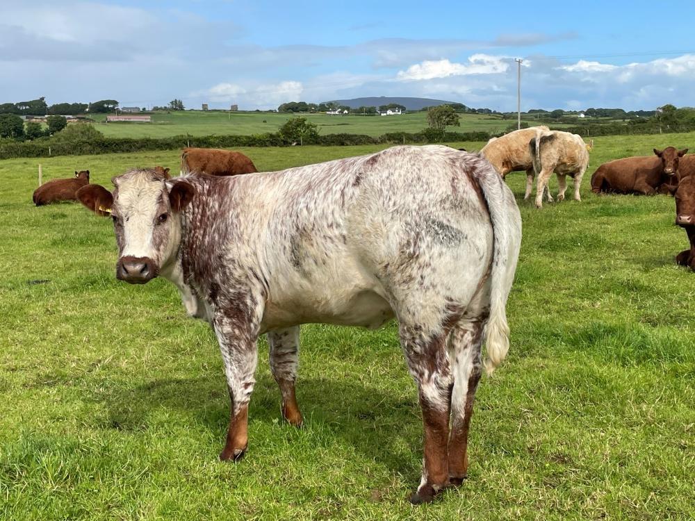 Heifer