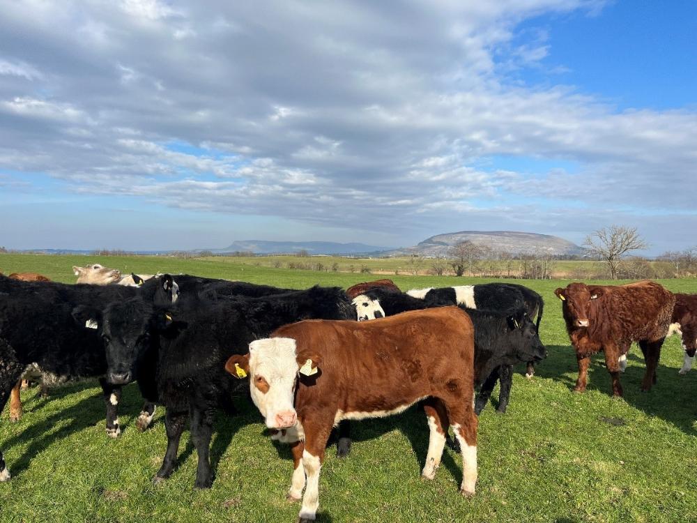Bought in heifers at grass