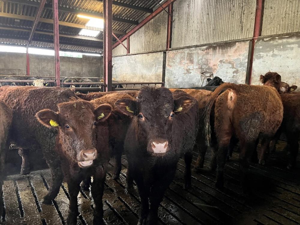 Saler bull
