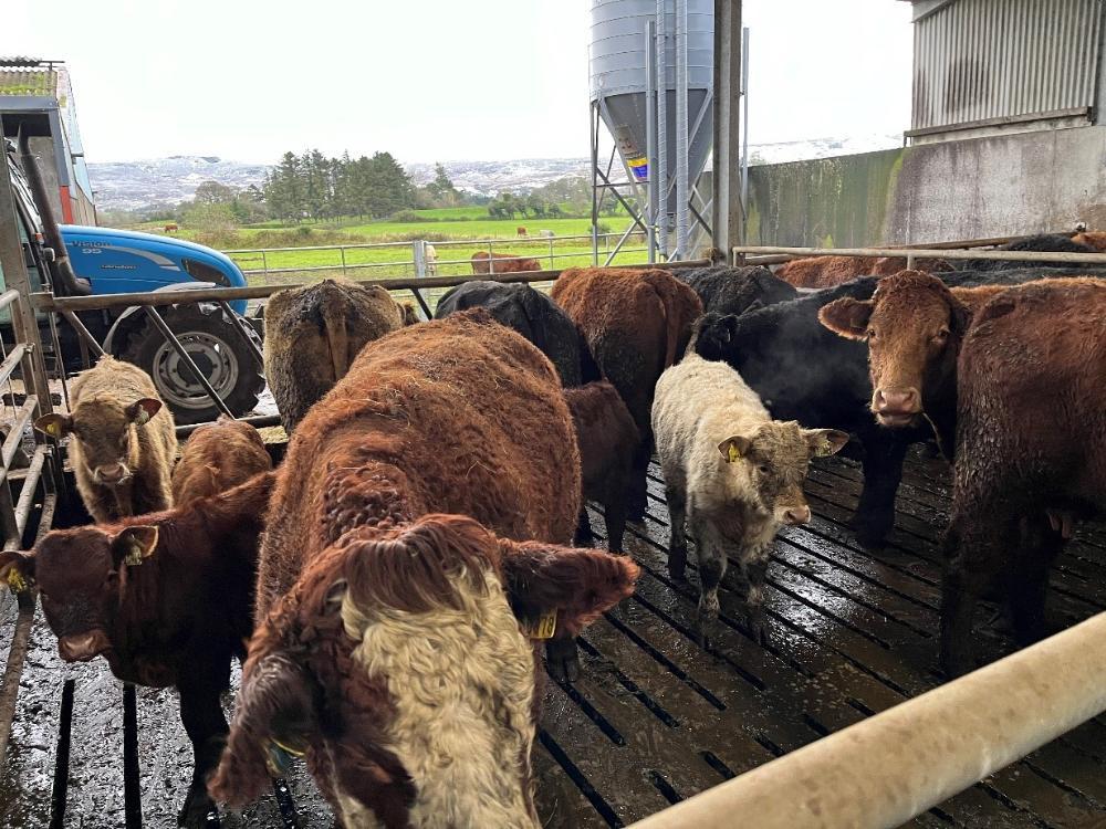 Housed cows in shed