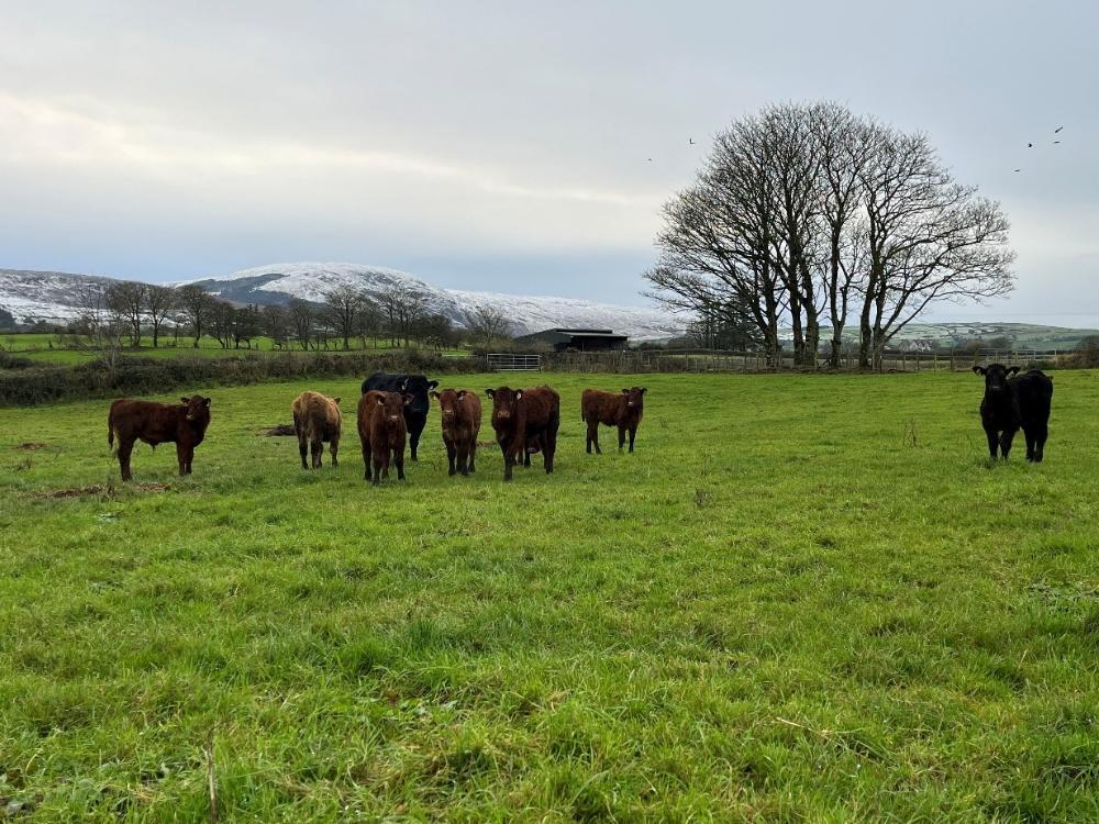 Autumn born calves at grass