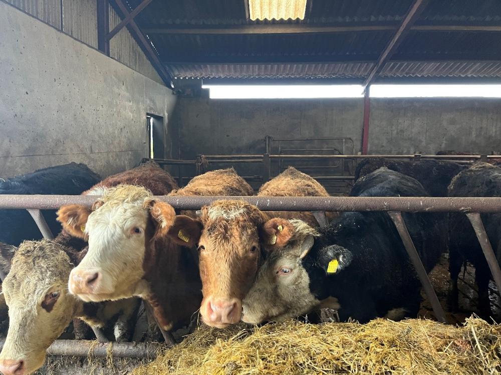 Finished heifers