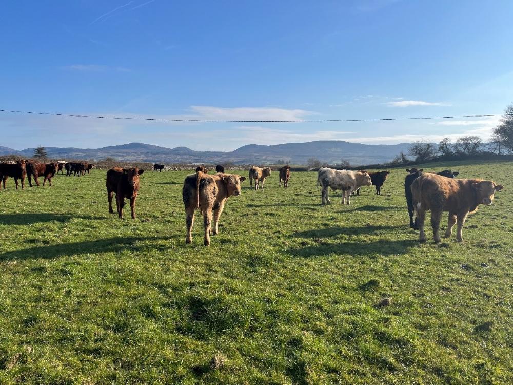 Cattle grazing in sushine