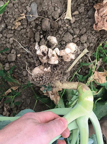 TResearch Spring 2024