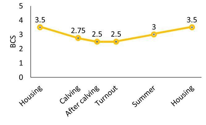 Graph showing the BCS target for suckler cows
