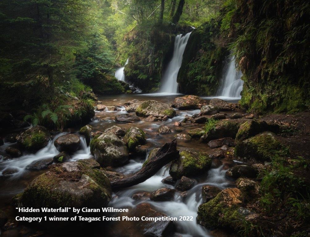 Winner of the “Forests for Nature” Category of the 2022 Teagasc Forest Photo Competition Announced