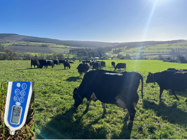 Teagasc Tirlan Group Sheet Fe 28th 2025