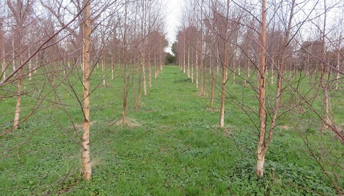 Forest Genetic Resources Trust (FGRT)