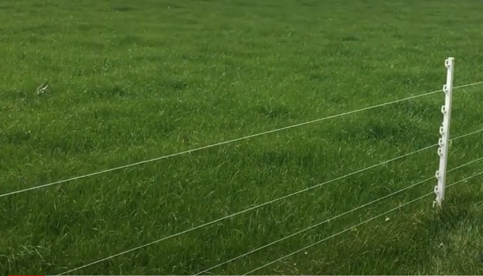 Temporary fencing for sheep