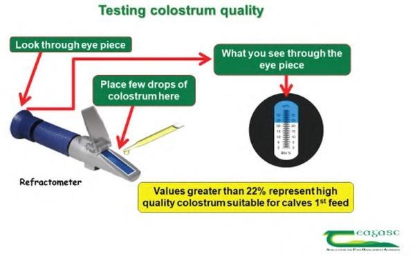 Testing colostrum quality using a Brix refractometer