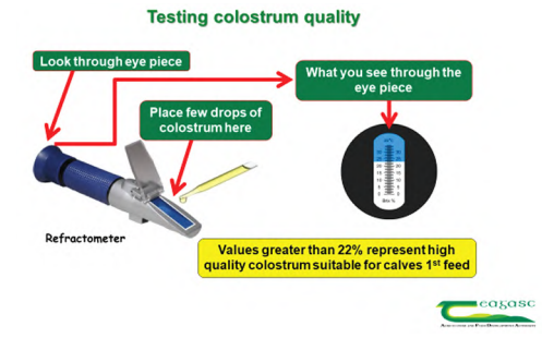 Testing colostrum using a brix refractometer