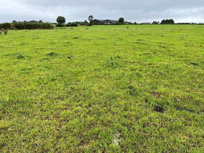 The excellent graze out from Johns cows ensuring a residual of 4cm