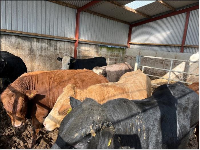 The finishing bulls were dosed at housing to avoid any setbacks in performance