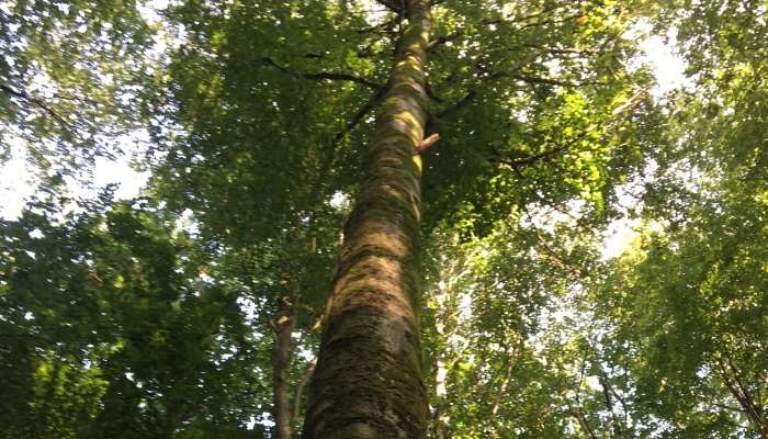 The importance of selecting for vigour when growing hardwoods