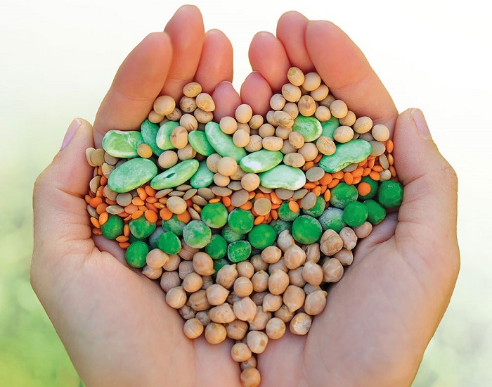 The power of plant protein