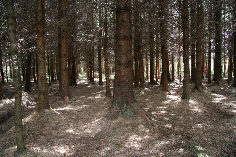 Thinning Sitka Spruce