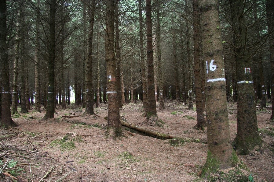 Thinning Sitka Spruce
