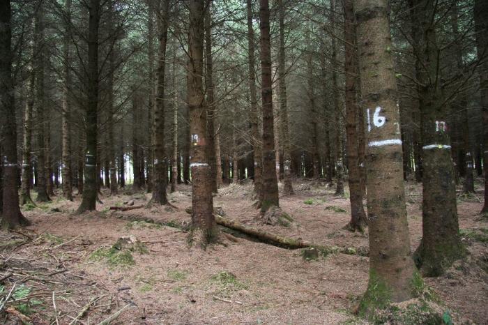 Part one: Thinning of high-yielding Sitka spruce - an overview and results