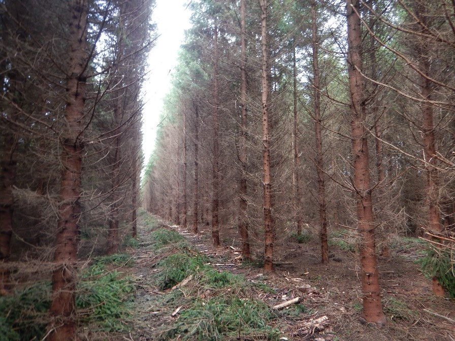 Thinning Sitka Spruce