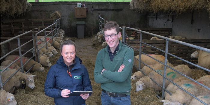 Driving productivity and profitability on sheep farms