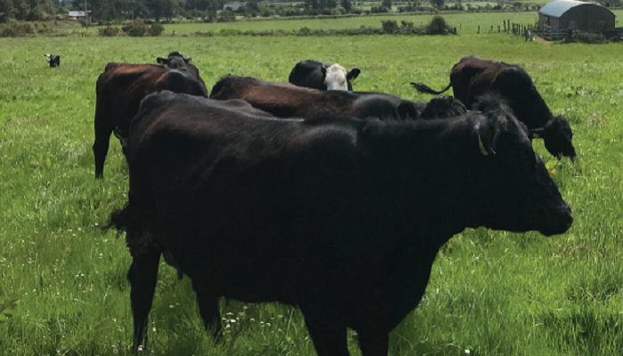 Growing Organics: Establishing an organic suckler enterprise in Kerry
