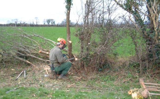 Individual thorn tree selected for retention within laid hedge by Neil Foulkes