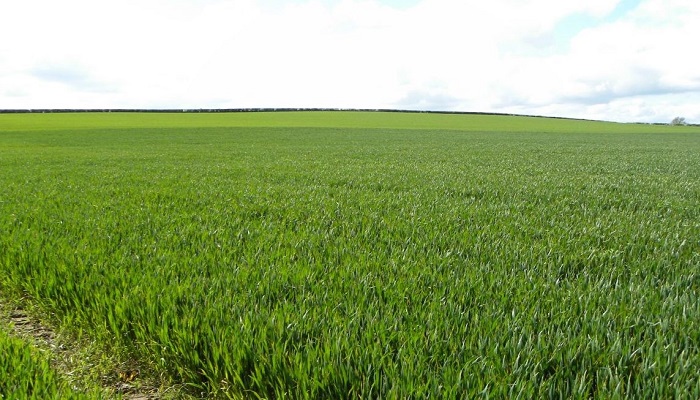 Tillage Update 29th April 2021