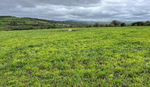 Grass sward on Tirlan farmer Tom Murphy April 19th 2024