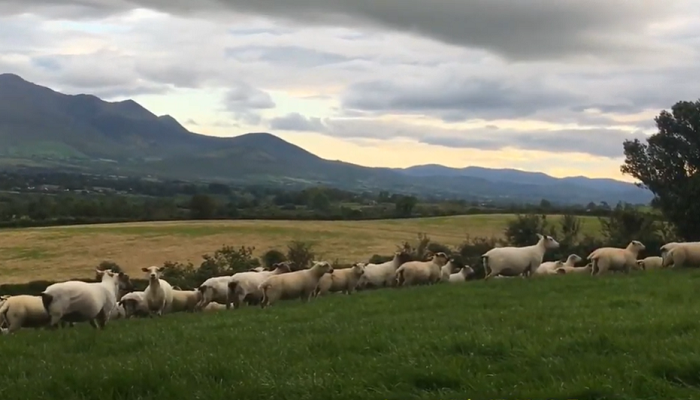 Tomas O’ Leary BETTER Sheep Farm Participant Farm Update