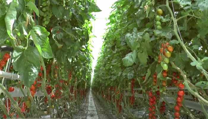 What do we know about the environmental footprint of local and imported fruit and vegetables?