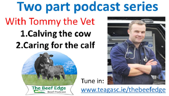 Calving the cow and caring for the newborn calf