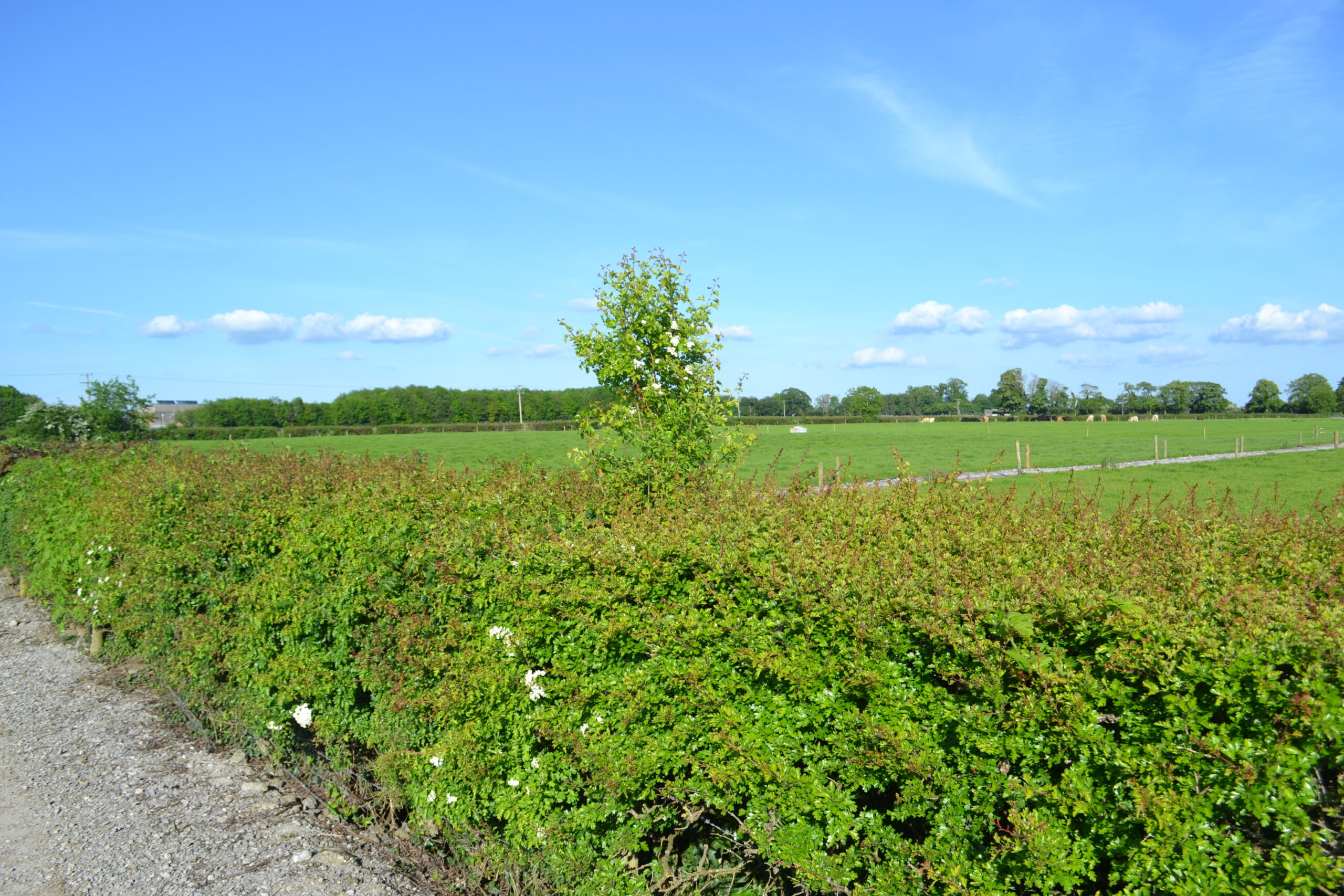 Successfully establishing your ACRES hedge
