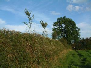 Topped hedge in field