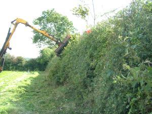 Topped hedge in field