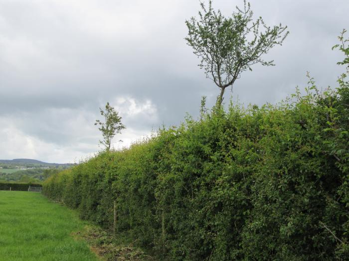 Topped hedge