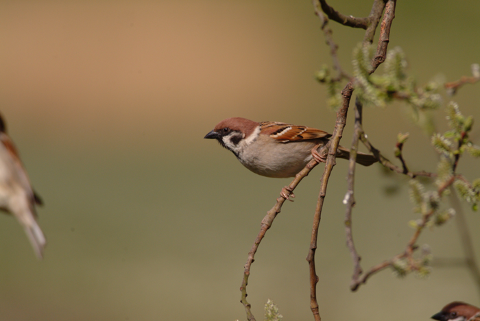 A tree sparrow perched on a branch