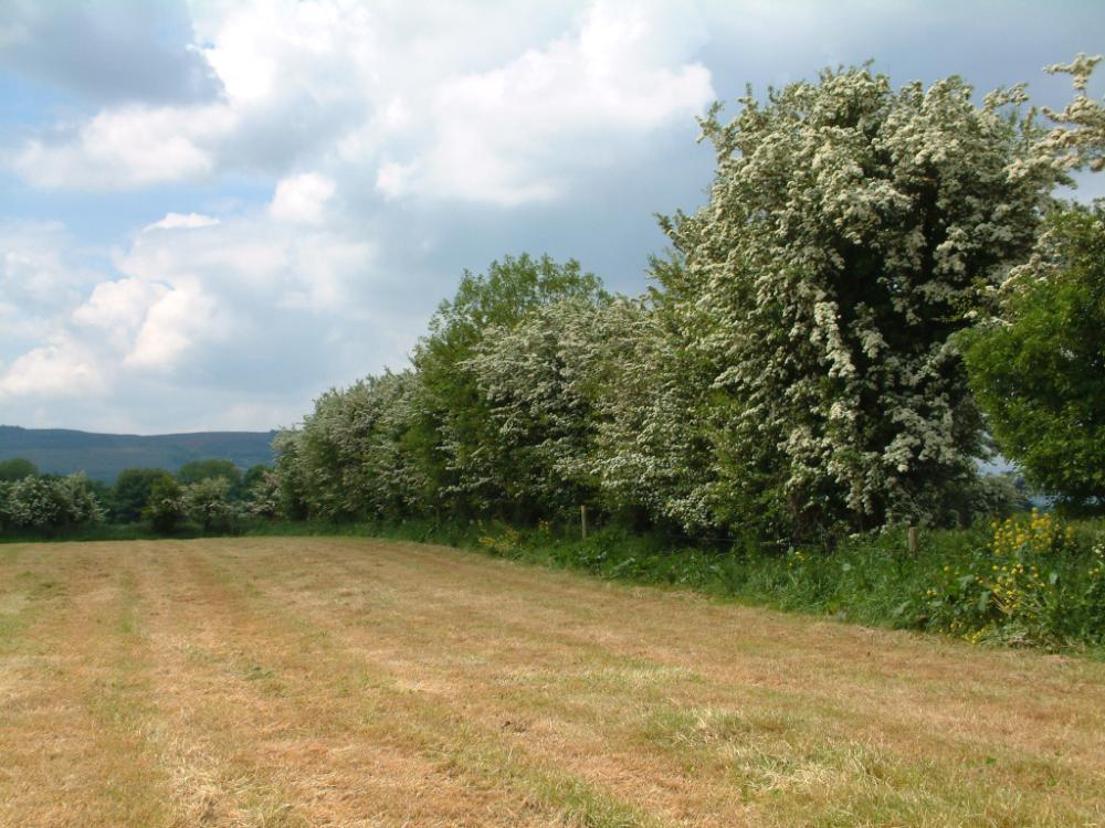 Treeline hedge in field