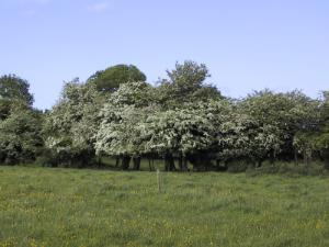 Treeline hedge in field