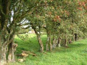 Treeline hedge