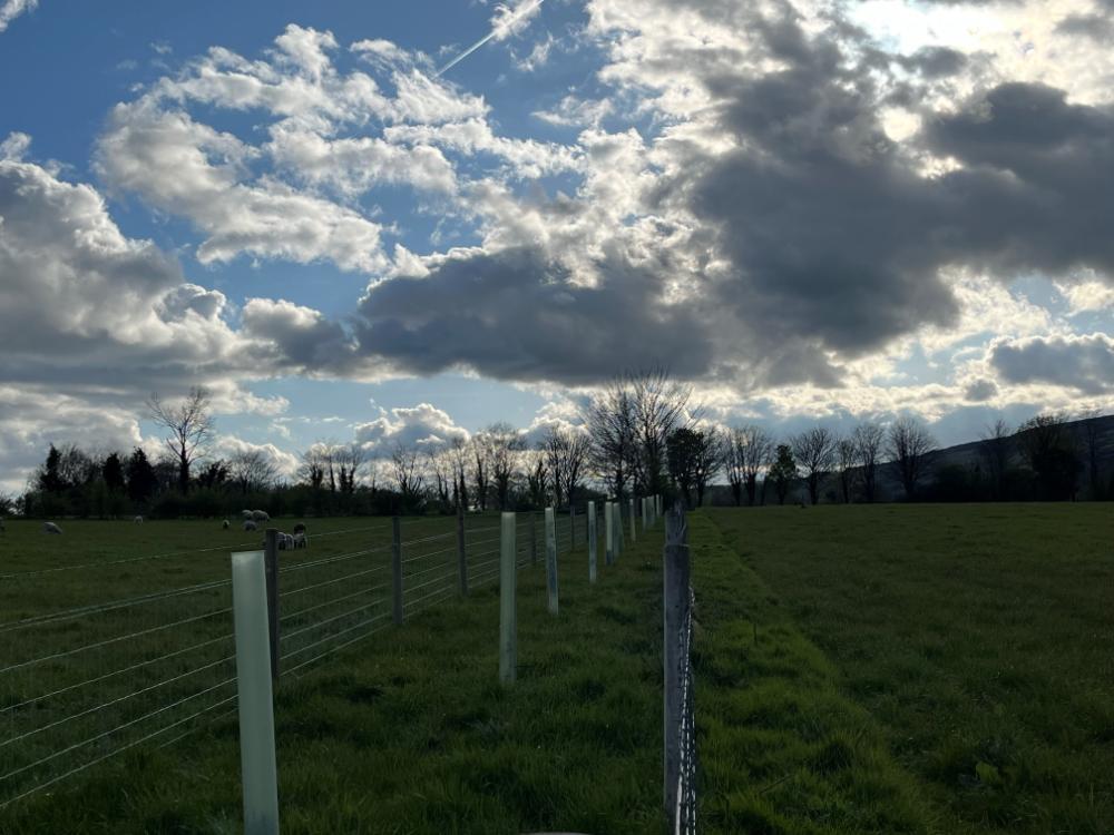 Trees planted